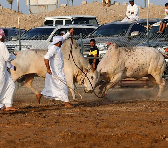 ساحة مصارعة الثيران في الفجيرة